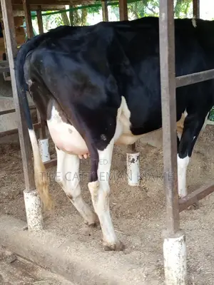 Super Friesian Dairy Cow