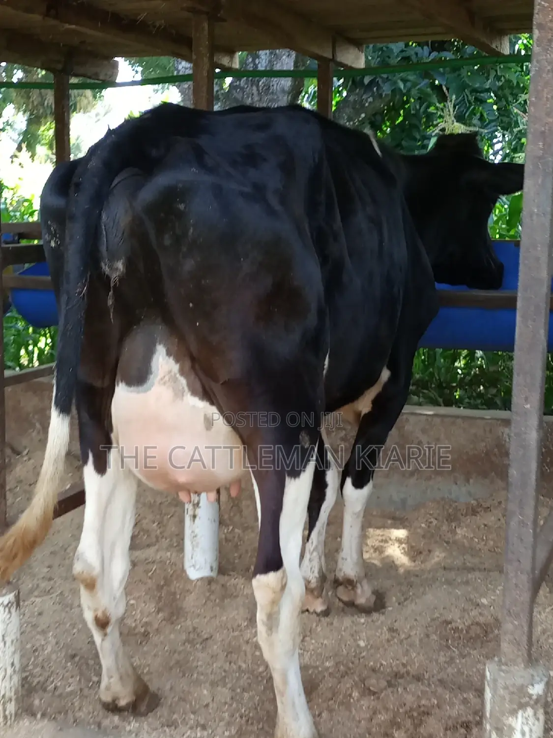 Super Friesian Dairy Cow