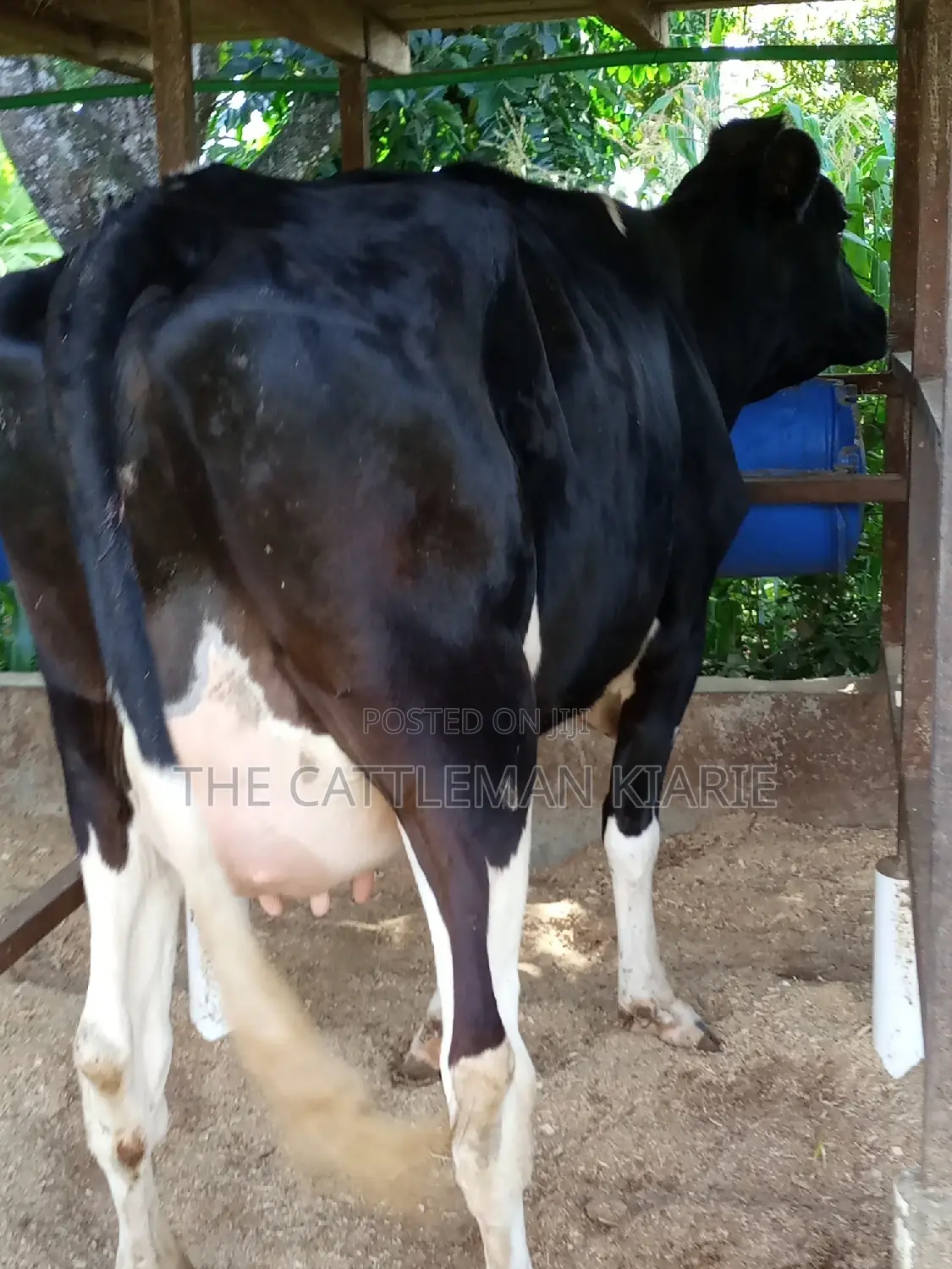 Super Friesian Dairy Cow