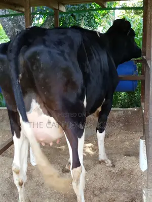 Super Friesian Dairy Cow