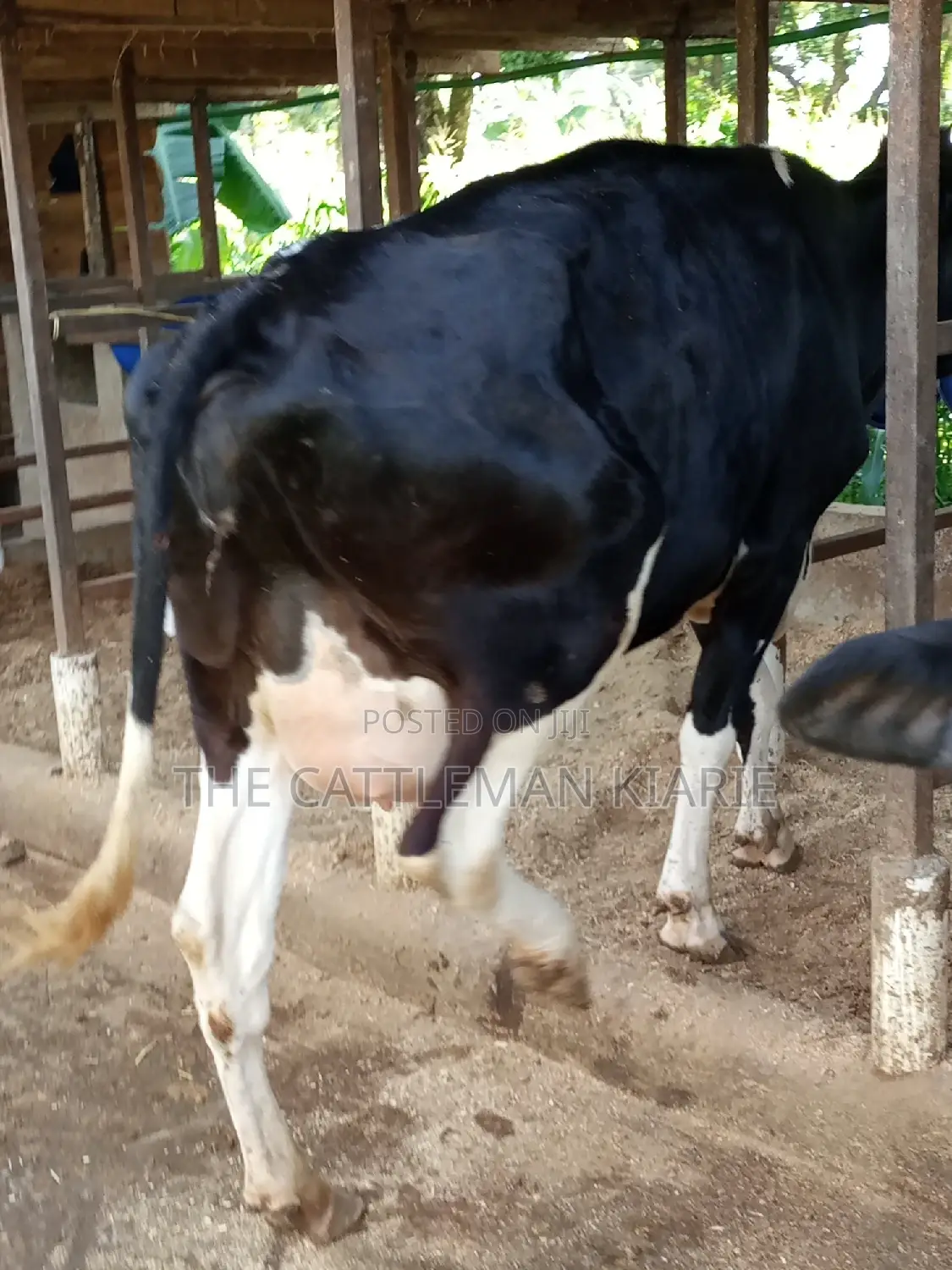 Super Friesian Dairy Cow
