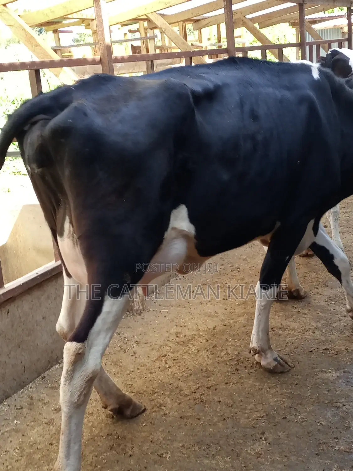 Super Friesian Dairy Cow