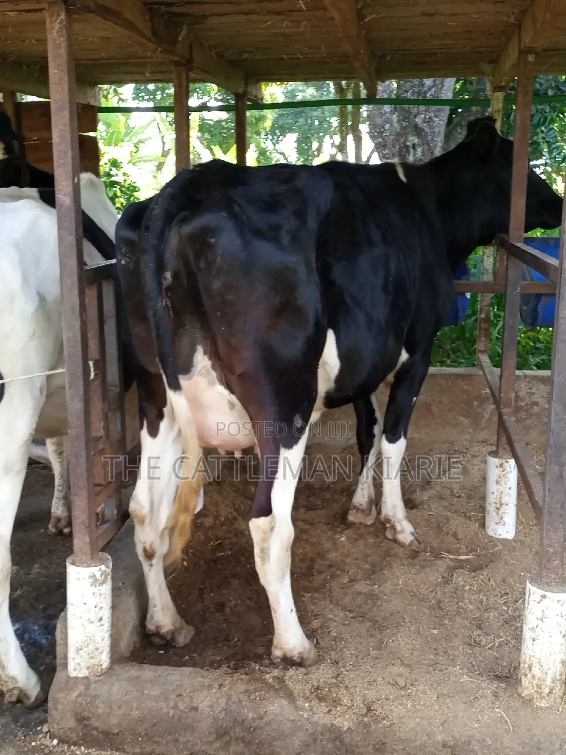Super Friesian Dairy Cow