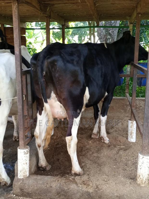 Super Friesian Dairy Cow - thumbnail 10