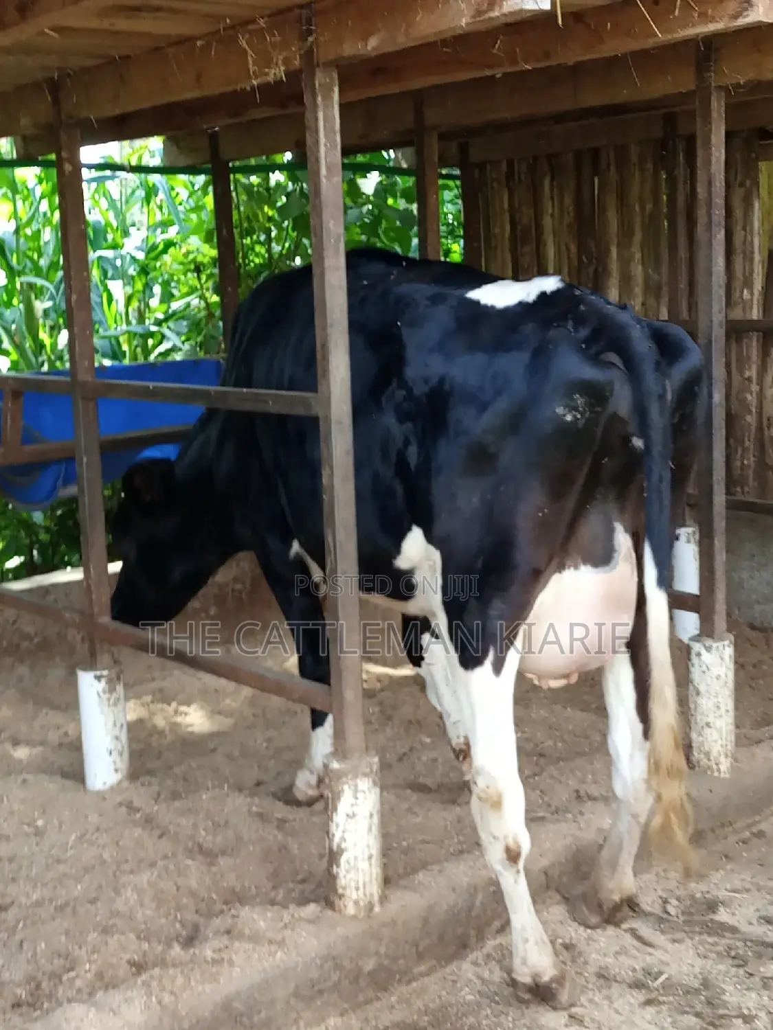 Super Friesian Dairy Cow