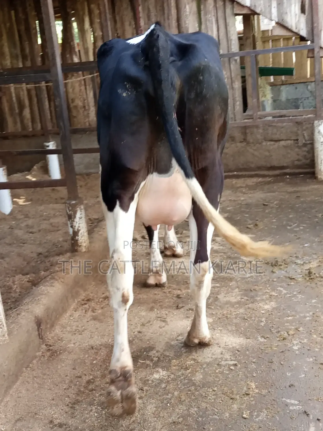 Super Friesian Dairy Cow