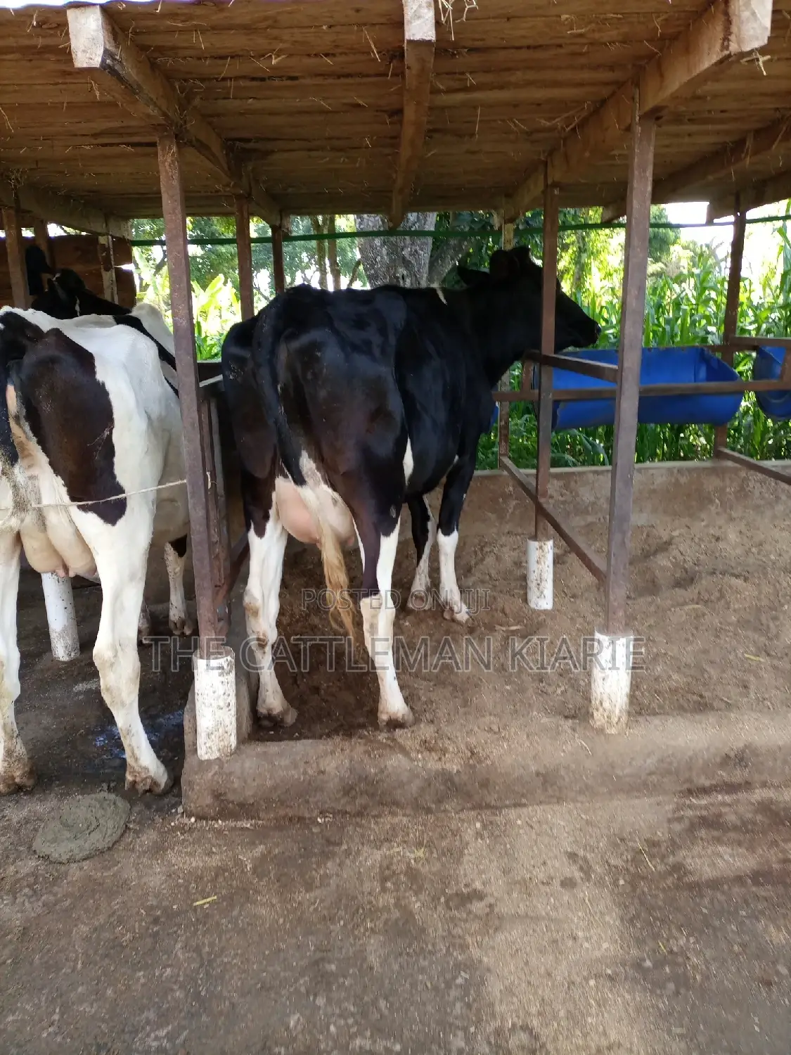 Super Friesian Dairy Cow