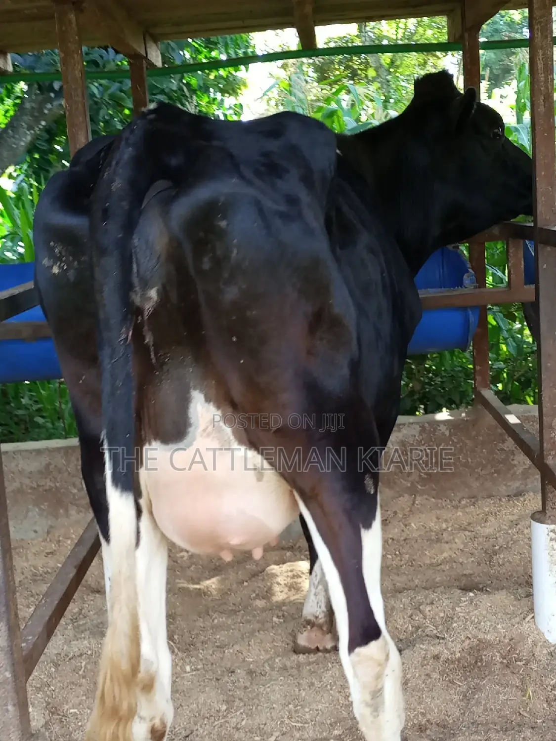 Super Friesian Dairy Cow