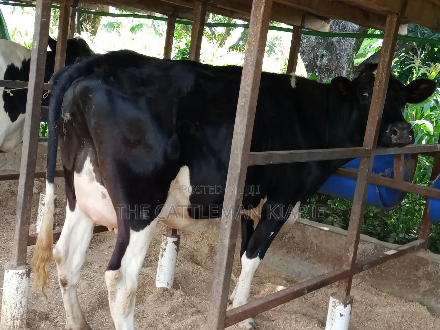 Super Friesian Dairy Cow