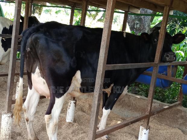 Super Friesian Dairy Cow - thumbnail 15