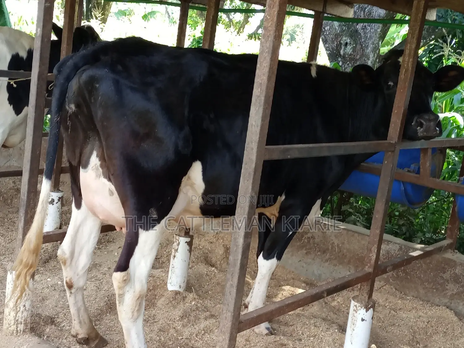 Super Friesian Dairy Cow