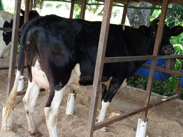 Super Friesian Dairy Cow - thumbnail 16