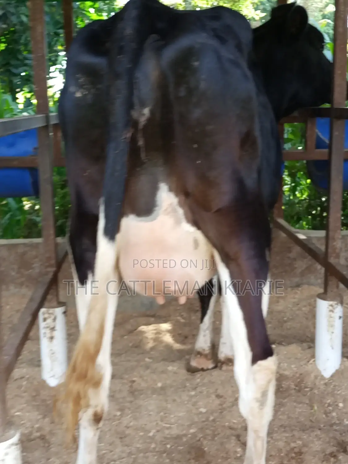 Super Friesian Dairy Cow