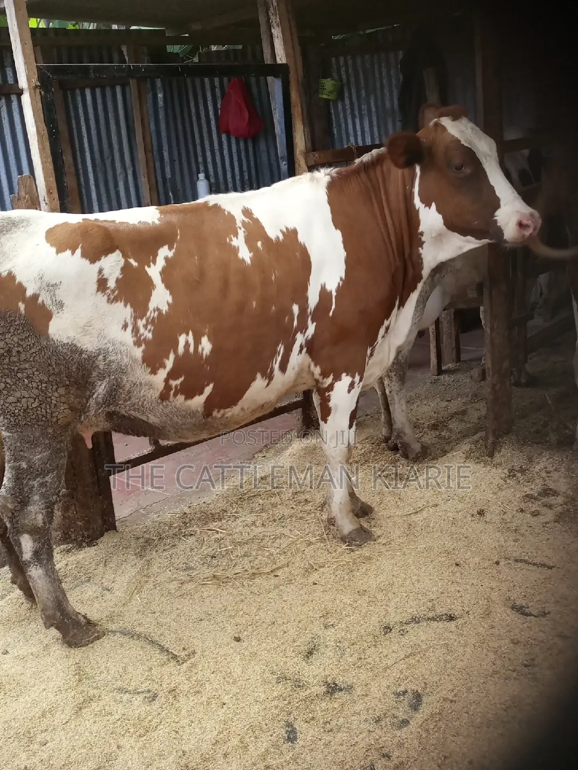 Super Pedigree Ayrshire Heifer
