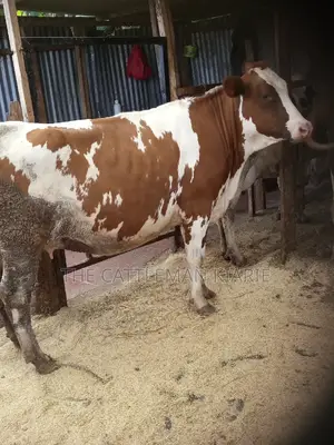 Super Pedigree Ayrshire Heifer