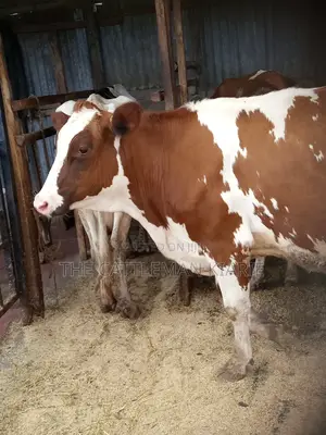 Super Pedigree Ayrshire Heifer
