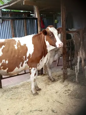 Super Pedigree Ayrshire Heifer