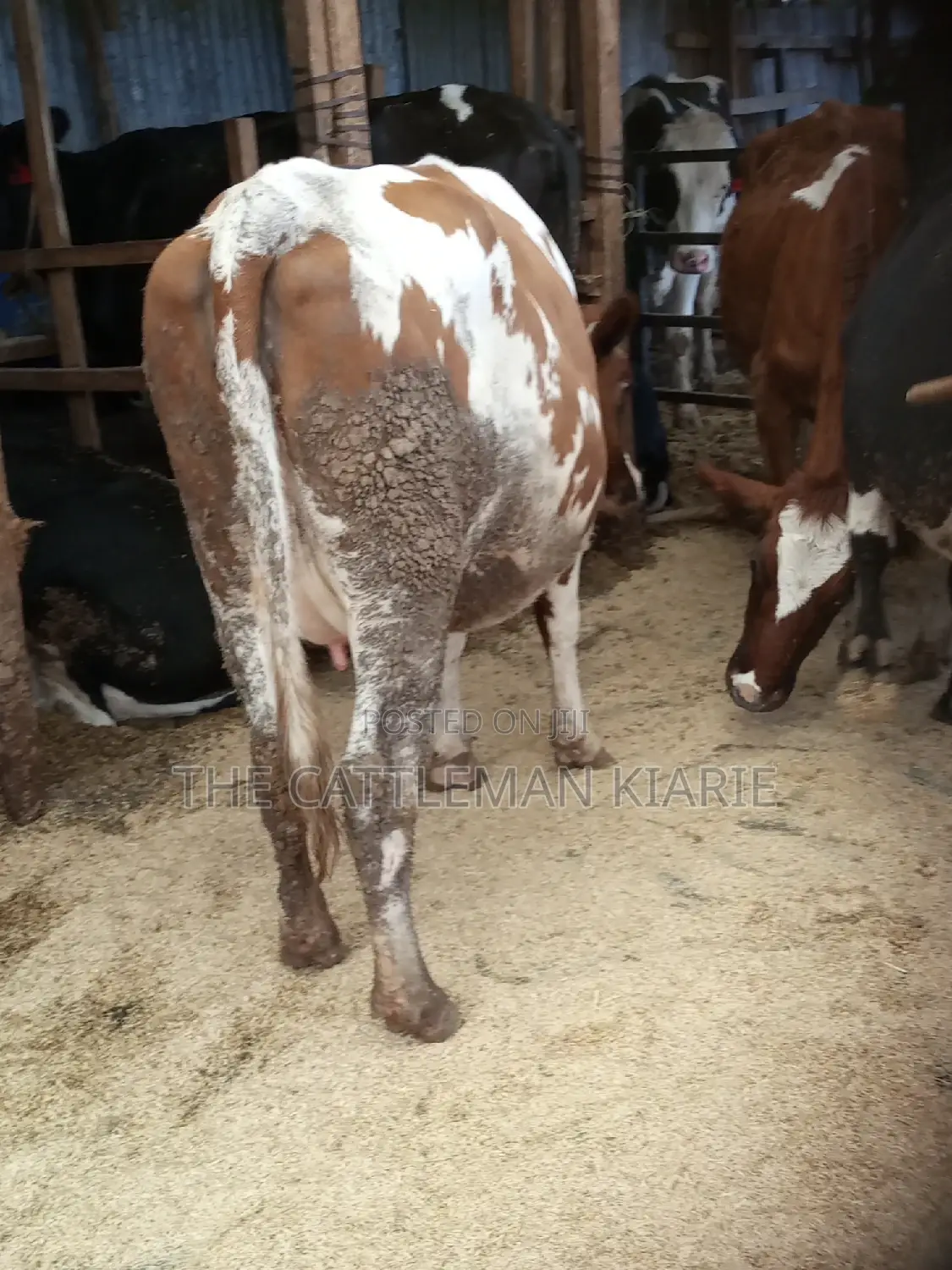 Super Pedigree Ayrshire Heifer