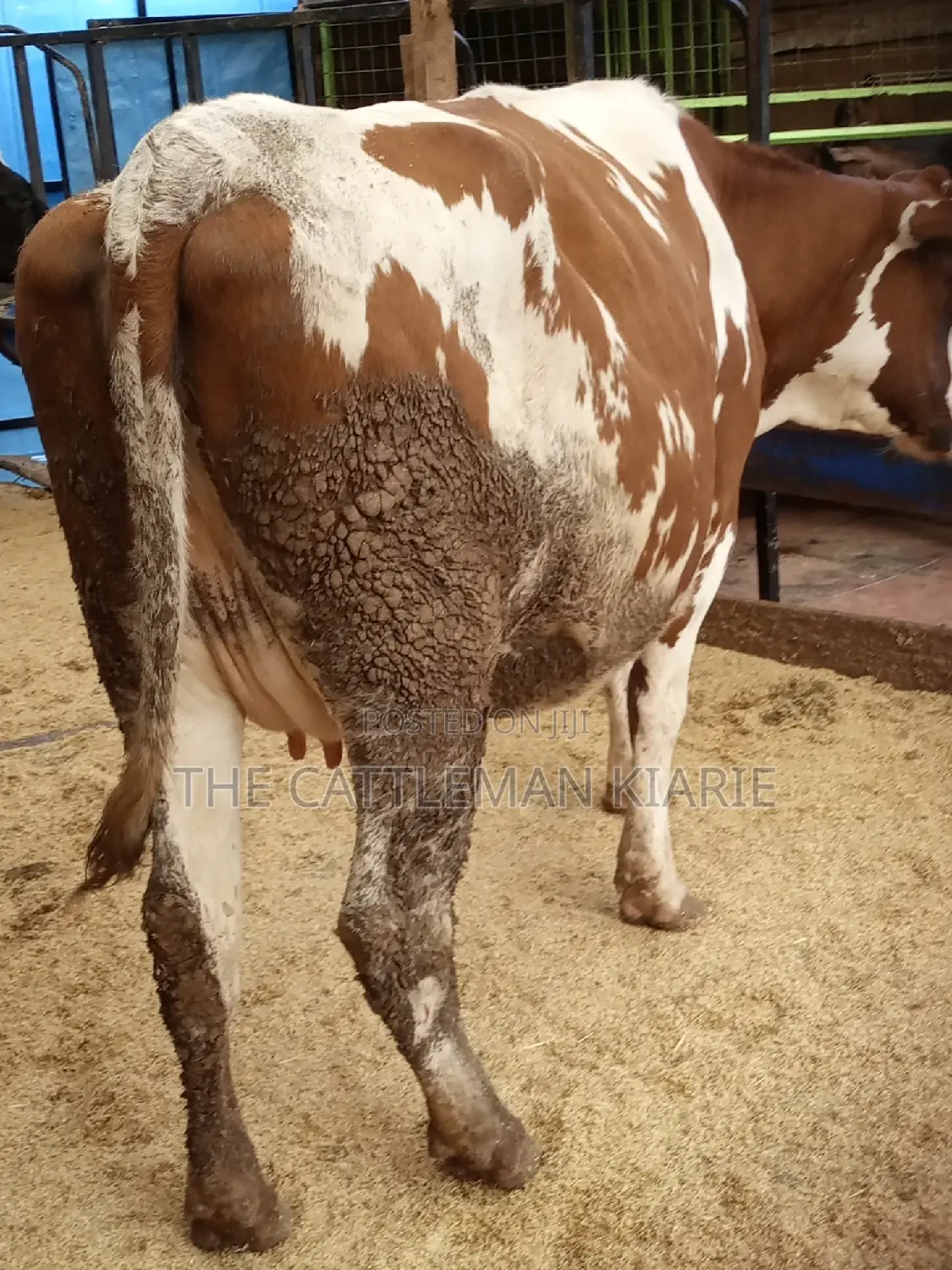 Super Pedigree Ayrshire Heifer