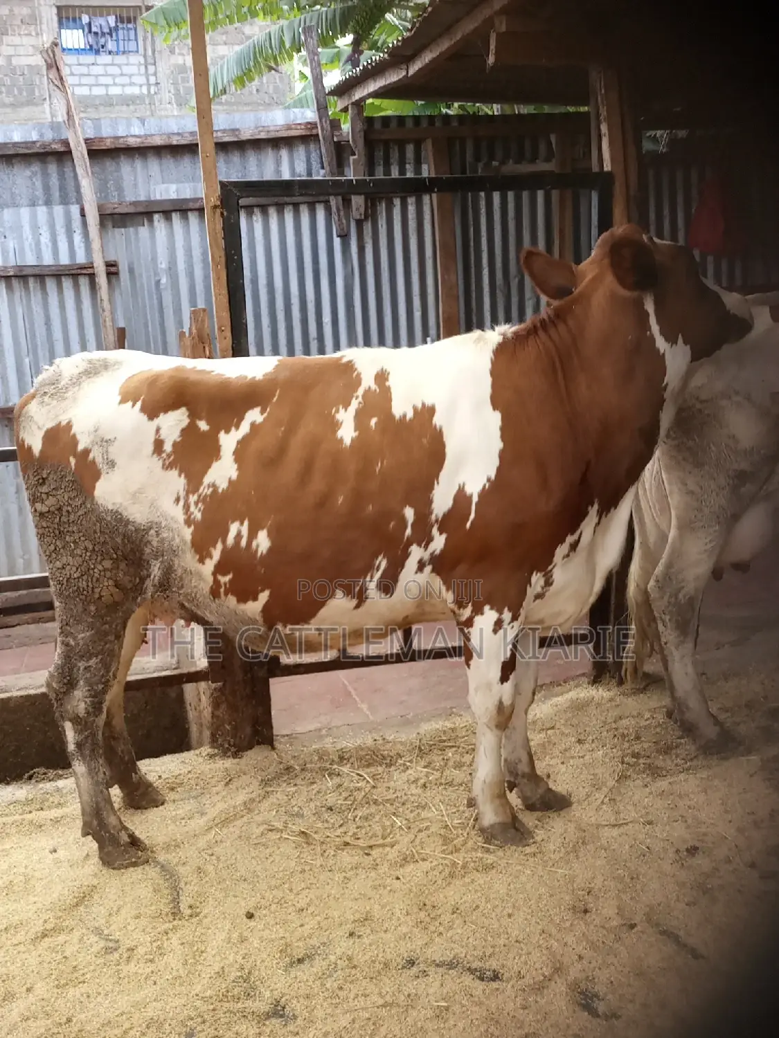 Super Pedigree Ayrshire Heifer