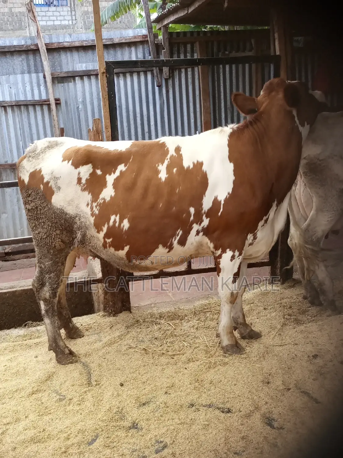 Super Pedigree Ayrshire Heifer