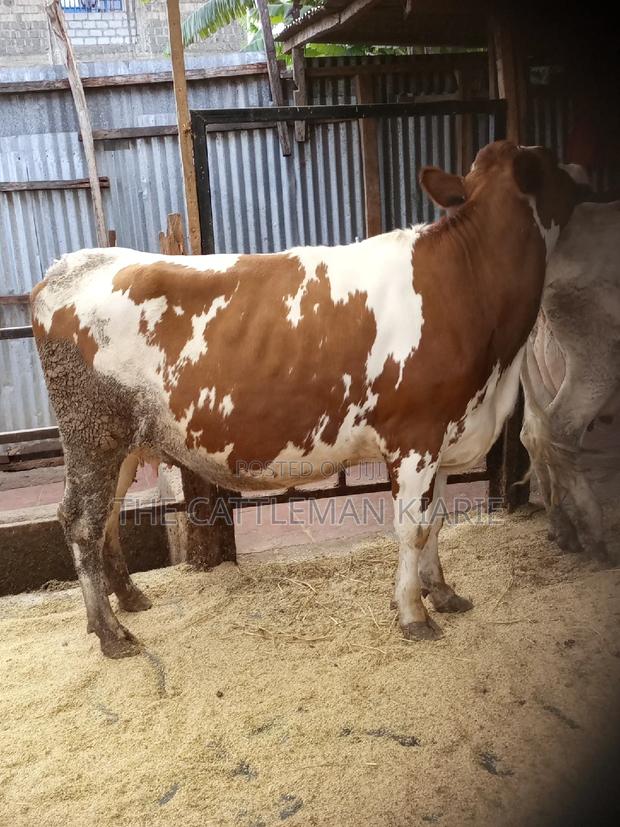 Super Pedigree Ayrshire Heifer - thumbnail 8