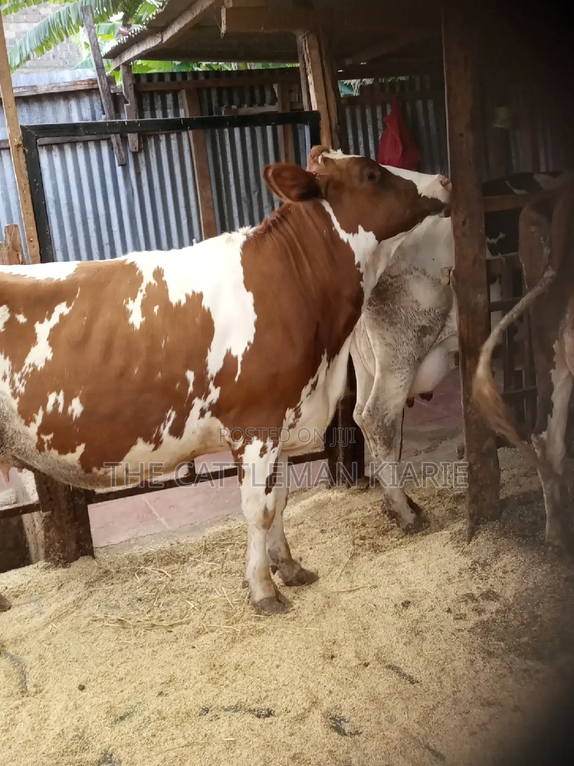 Super Pedigree Ayrshire Heifer