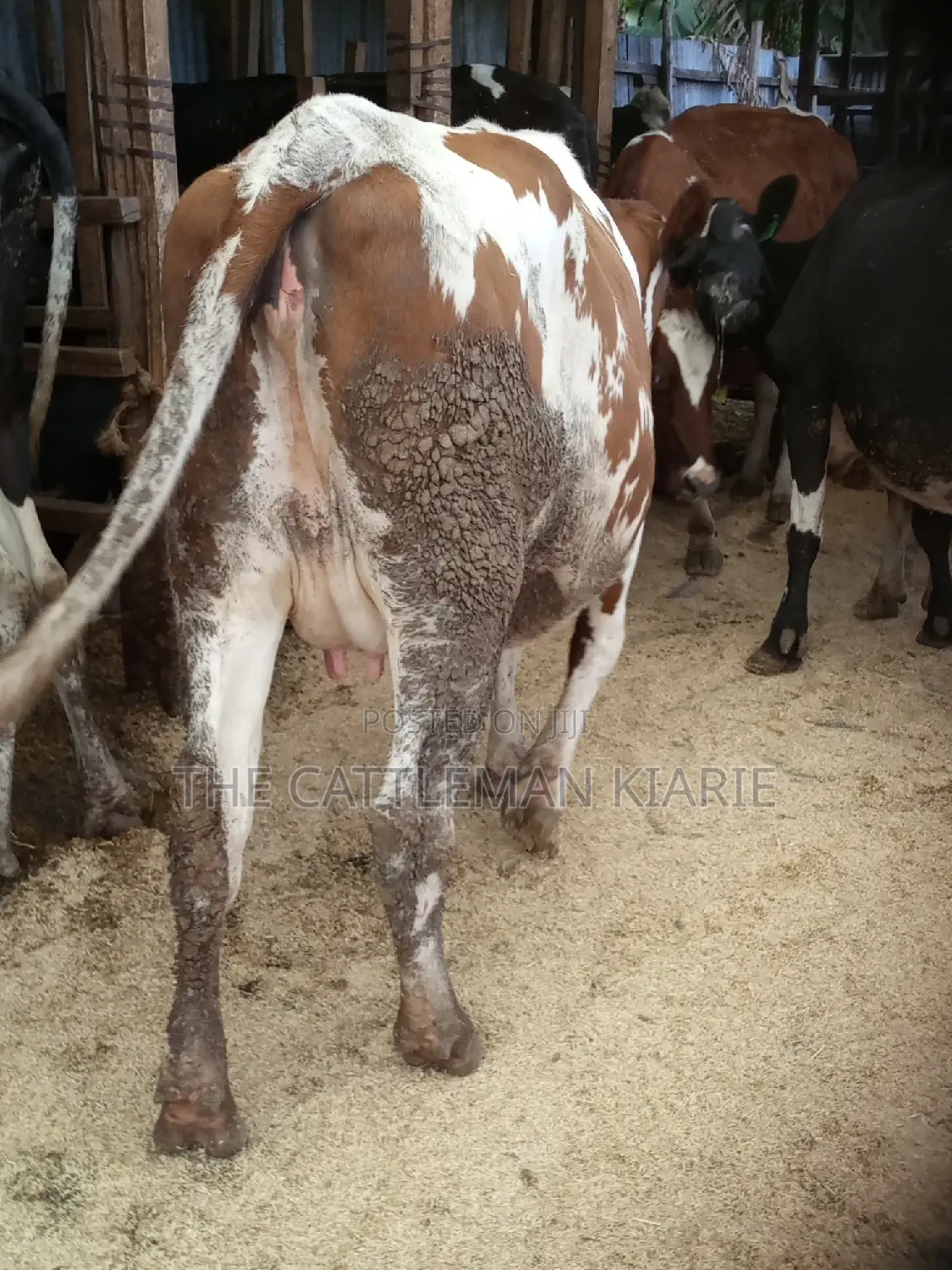 Super Pedigree Ayrshire Heifer
