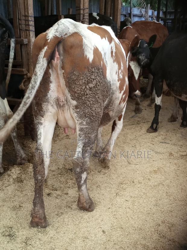 Super Pedigree Ayrshire Heifer - thumbnail 11