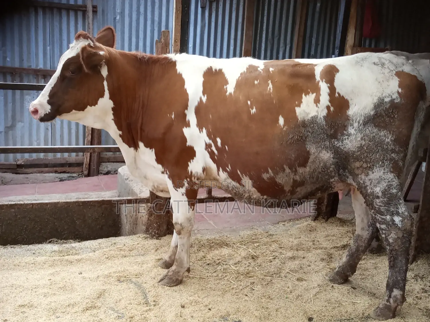 Super Pedigree Ayrshire Heifer