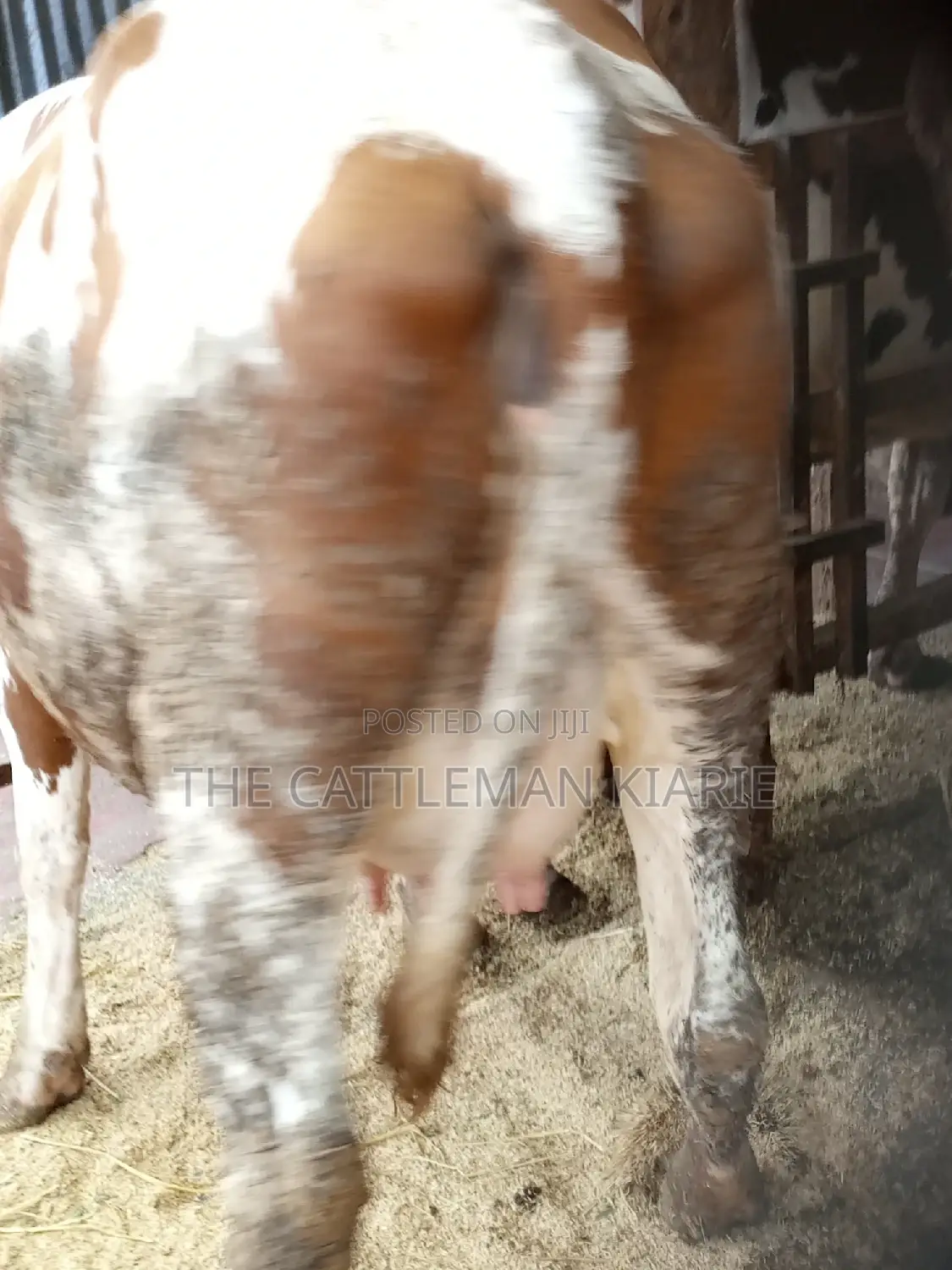 Super Pedigree Ayrshire Heifer