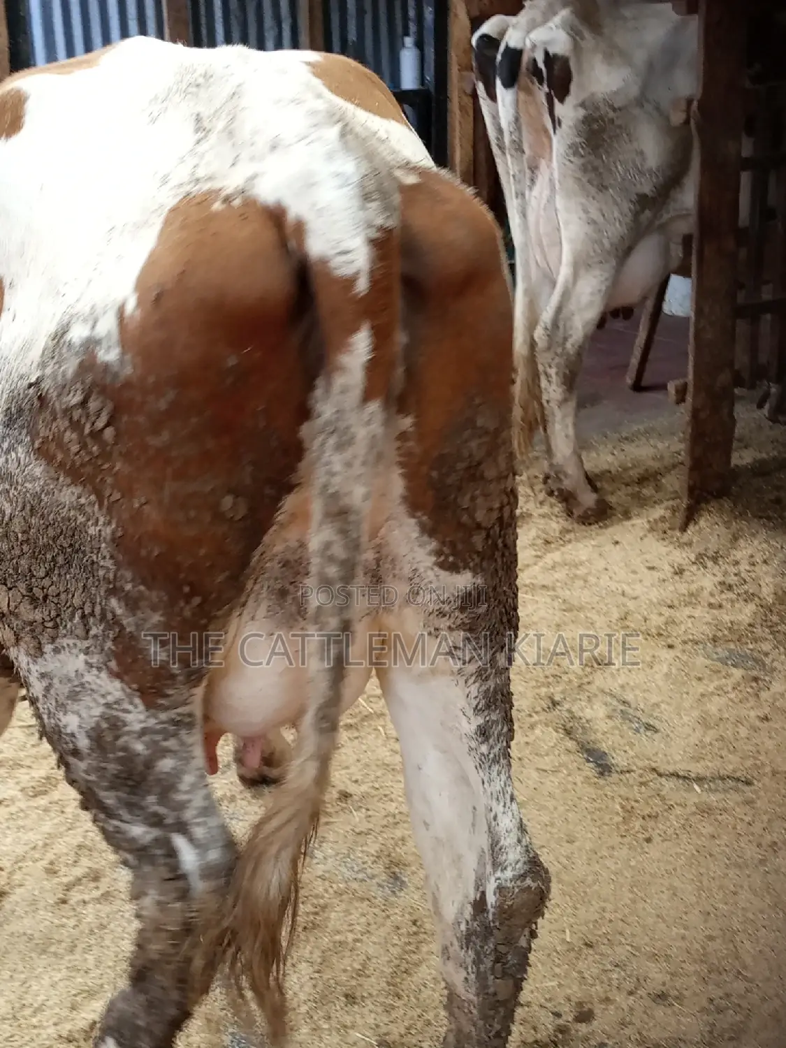 Super Pedigree Ayrshire Heifer