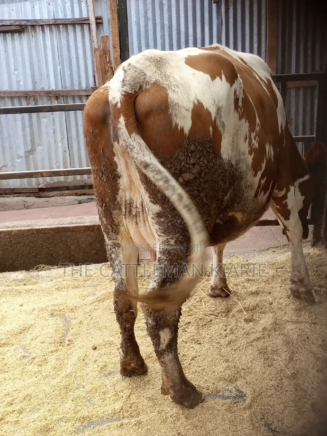 Super Pedigree Ayrshire Heifer