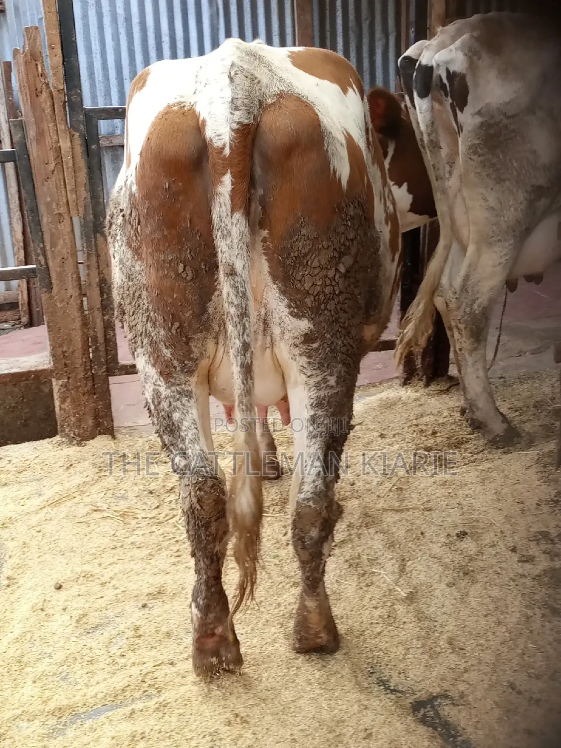 Super Pedigree Ayrshire Heifer