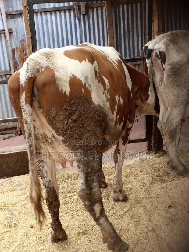 Super Pedigree Ayrshire Heifer - thumbnail 16