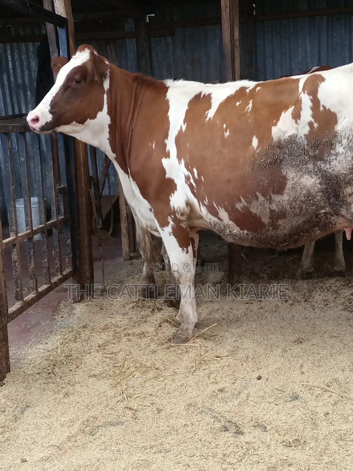 Super Pedigree Ayrshire Heifer