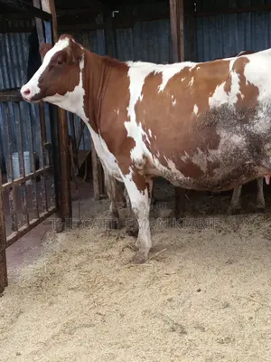 Super Pedigree Ayrshire Heifer
