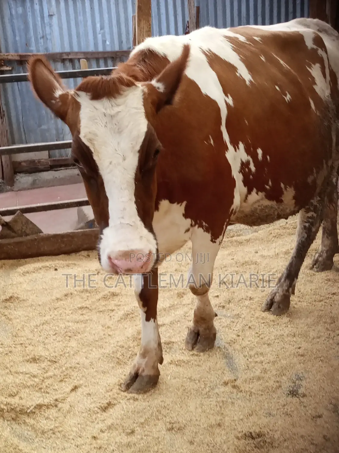 Super Pedigree Ayrshire Heifer