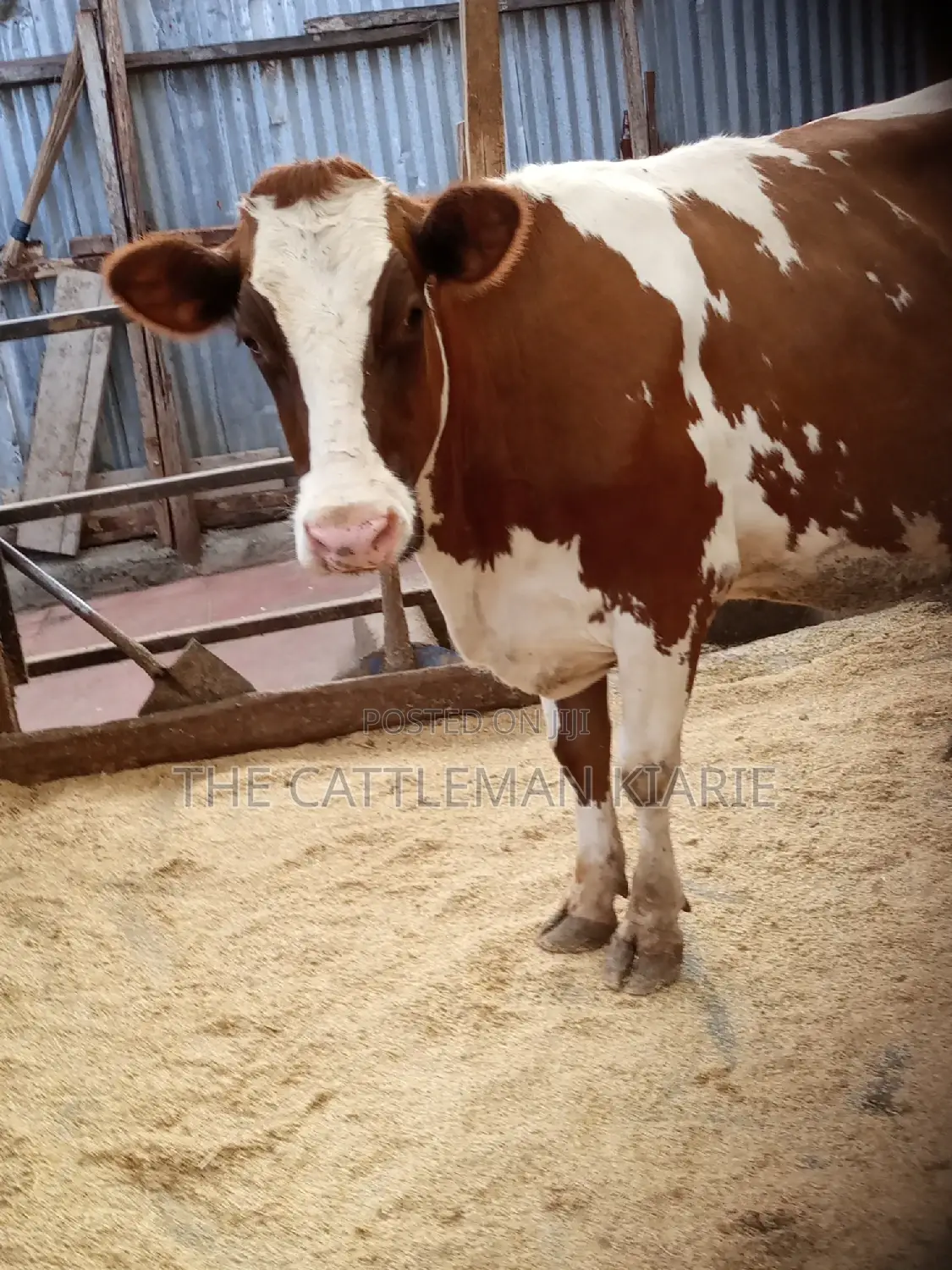Super Pedigree Ayrshire Heifer