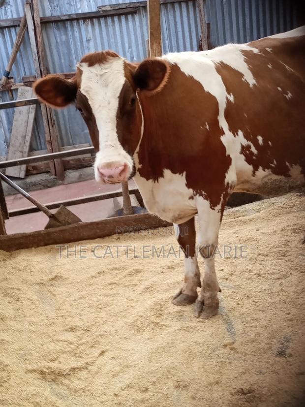 Super Pedigree Ayrshire Heifer - thumbnail 20