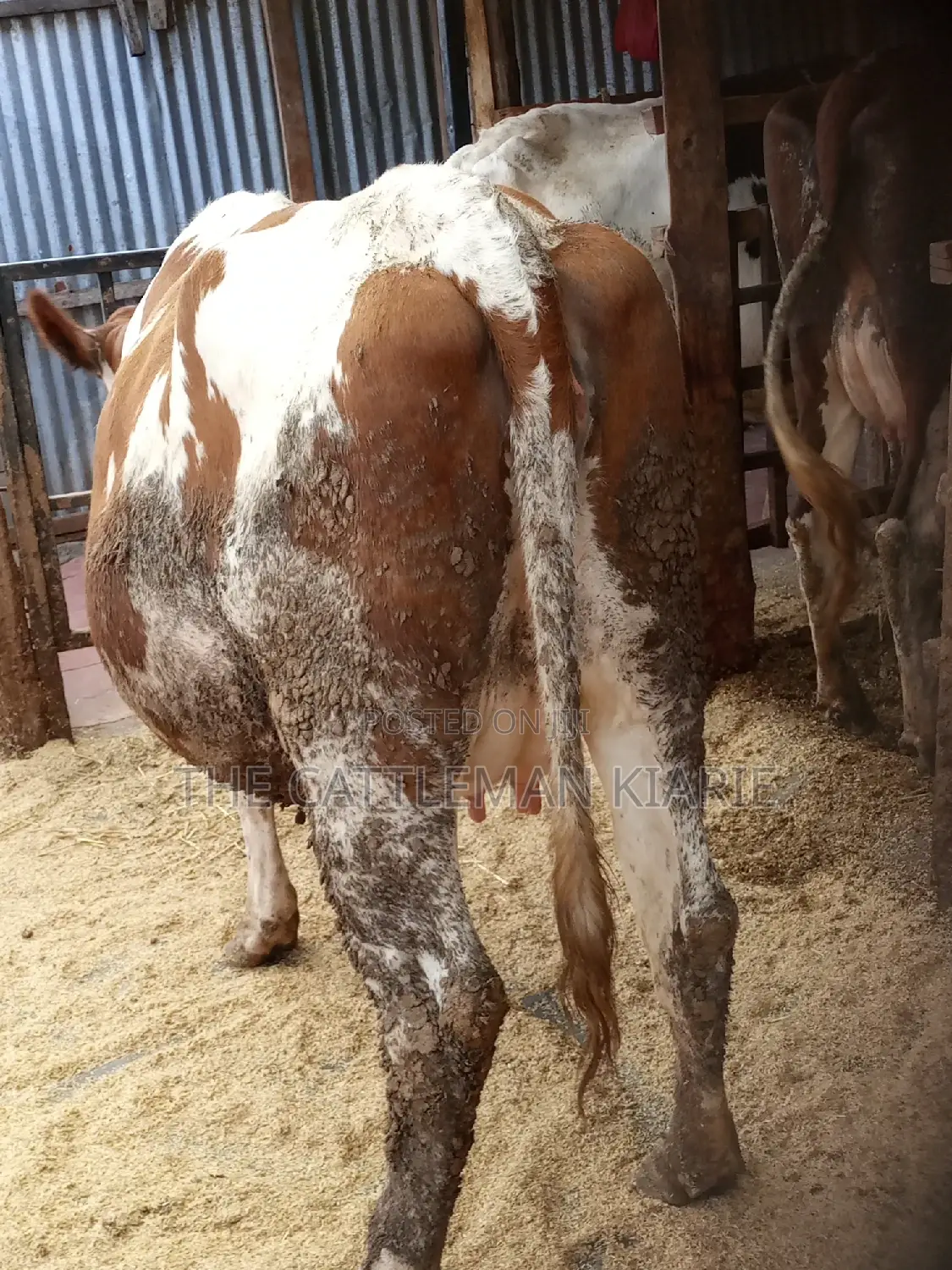 Super Pedigree Ayrshire Heifer