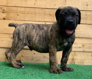 1-3 Month Male Purebred Boerboel