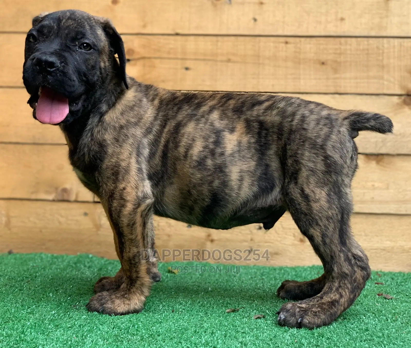 1-3 Month Male Purebred Boerboel