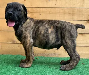 1-3 Month Male Purebred Boerboel