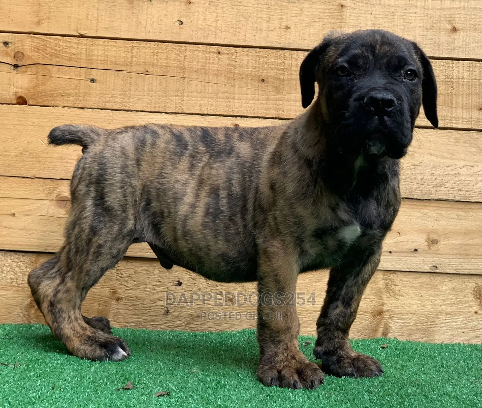 1-3 Month Male Purebred Boerboel