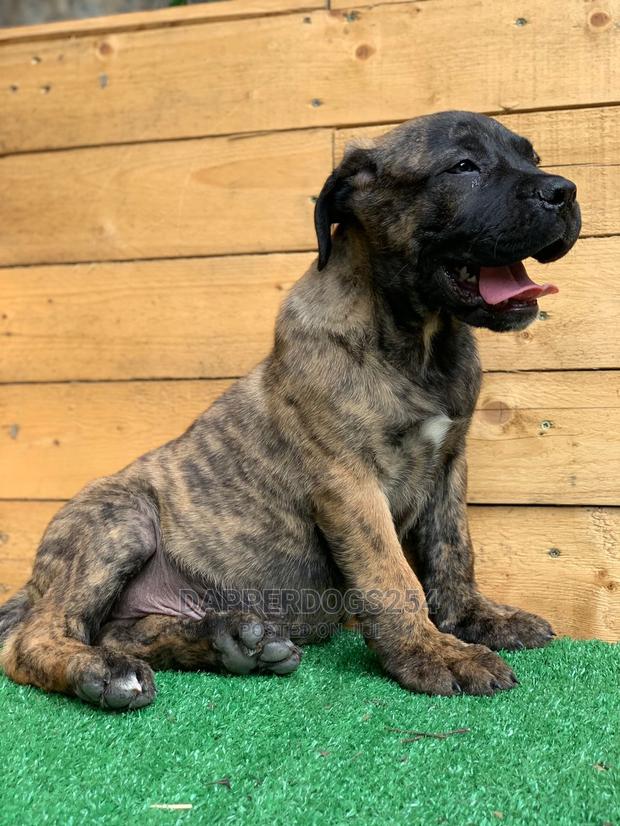 1-3 Month Male Purebred Boerboel
