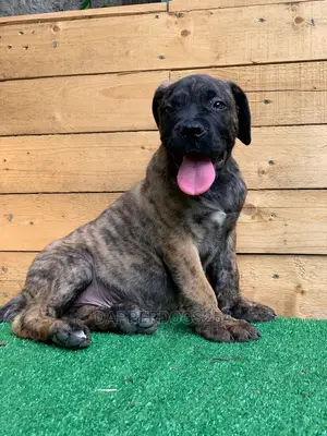 1-3 Month Male Purebred Boerboel