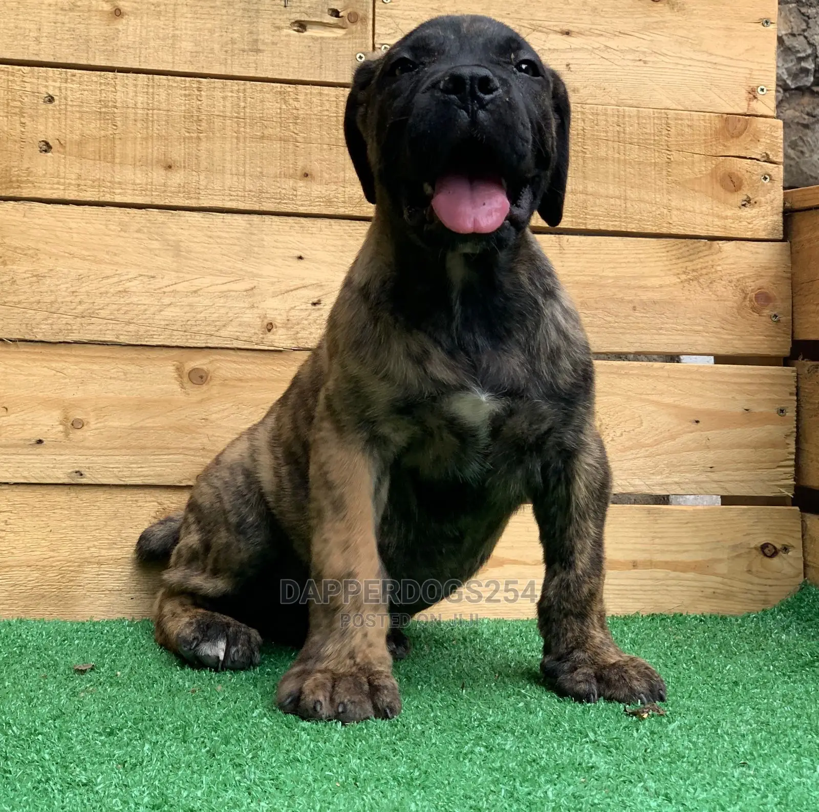 1-3 Month Male Purebred Boerboel