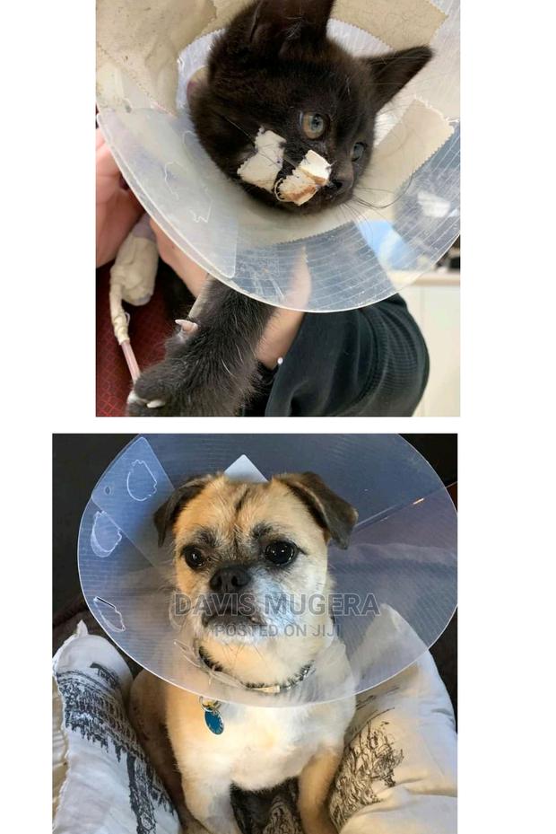 Elizabethan Collar E Collar Pet Cone For Dogs And Cats - thumbnail 4