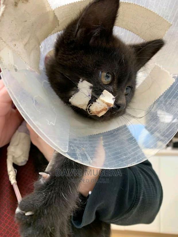 Elizabethan Collar E Collar Pet Cone For Dogs And Cats - thumbnail 5